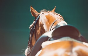How to Create the Perfect Equestrian Instagram Bio
